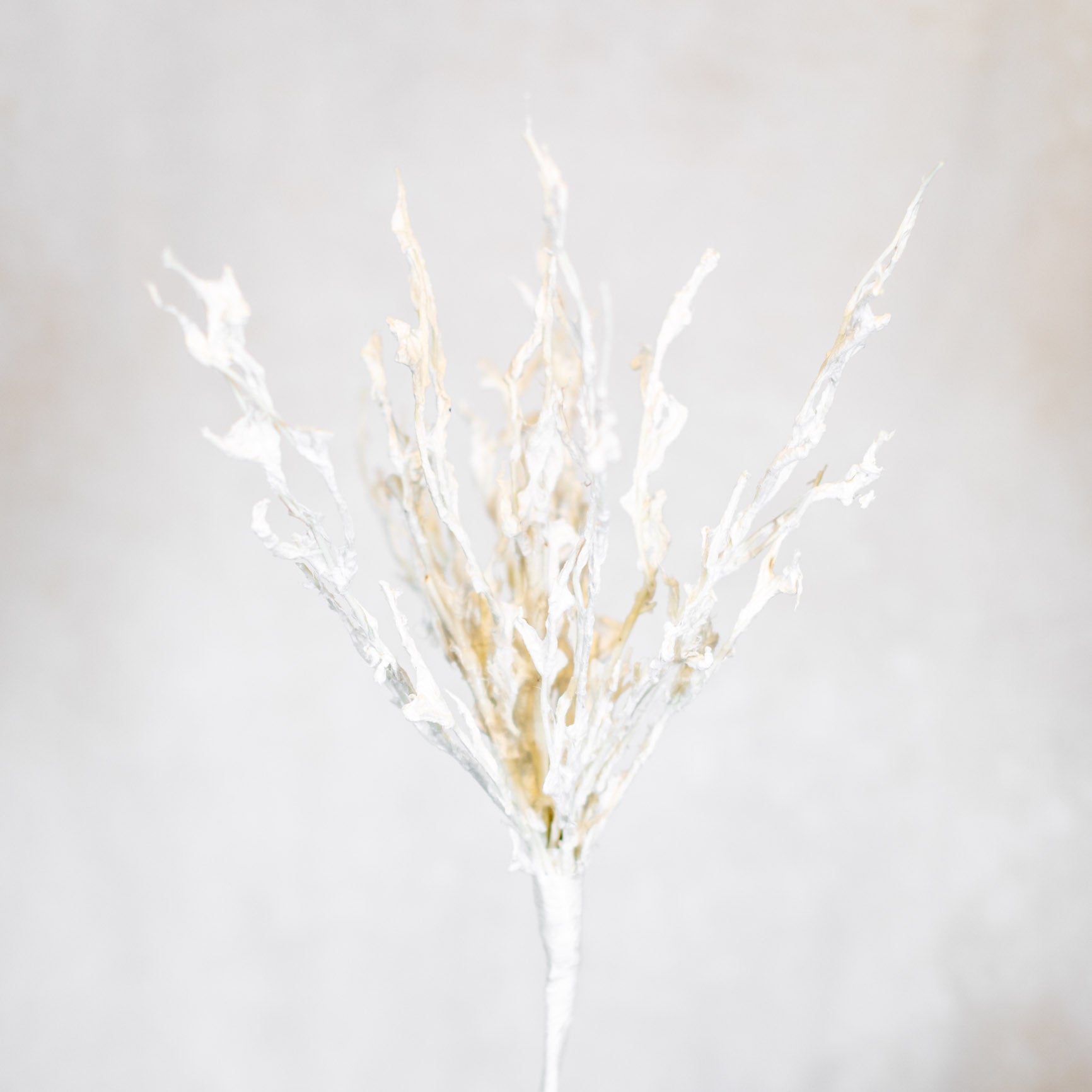 Sea Coral Blossom Stem