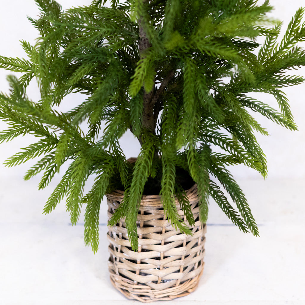 Cypress Tree in Basket