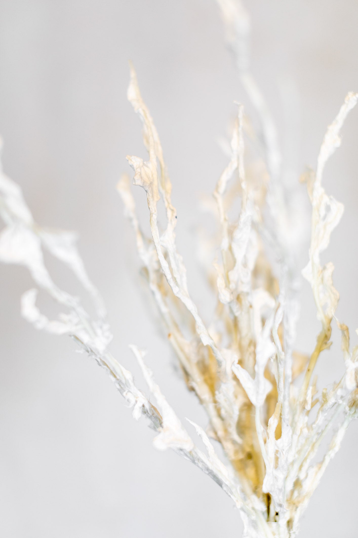 Sea Coral Blossom Stem