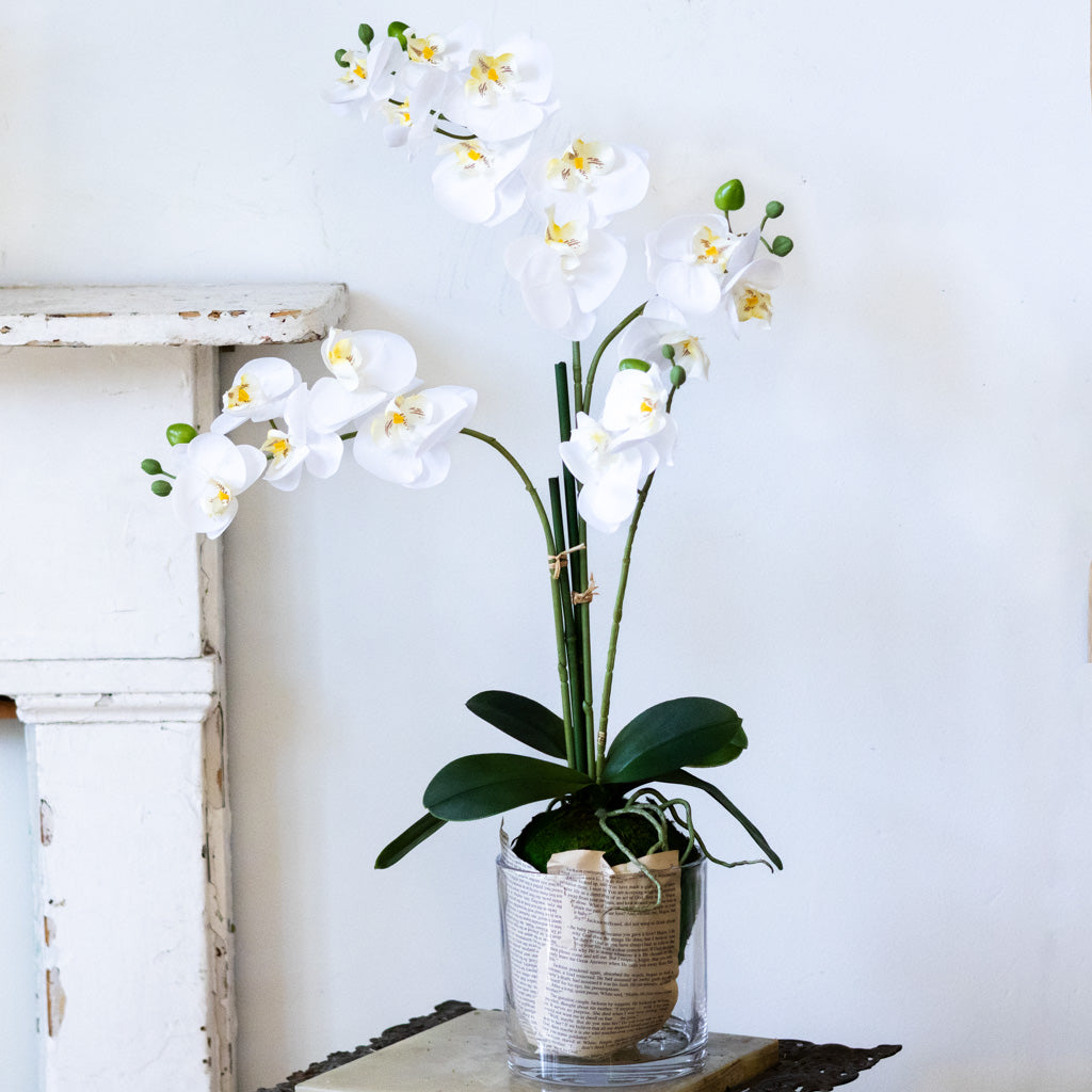31" White Orchid with Moss Ball Real Touch