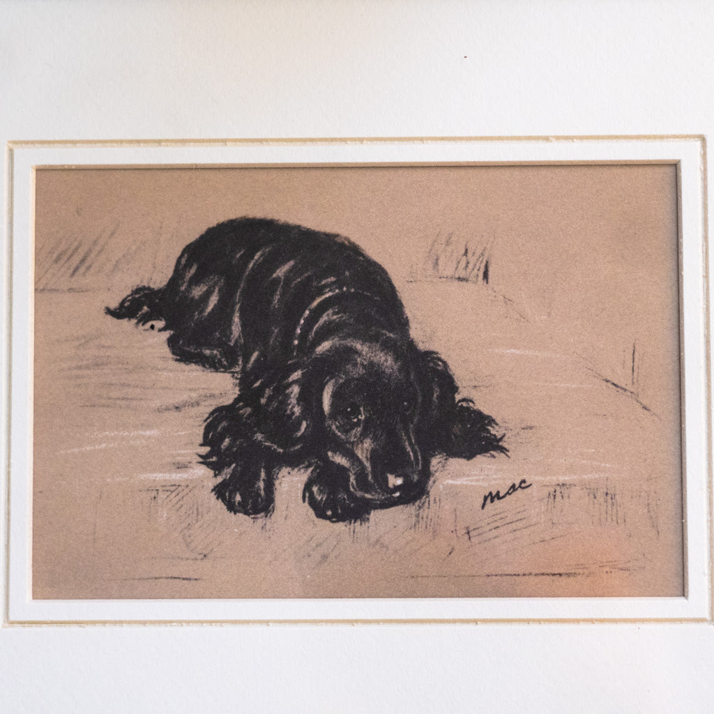 Framed Vintage Black Cocker Spaniel Sketch