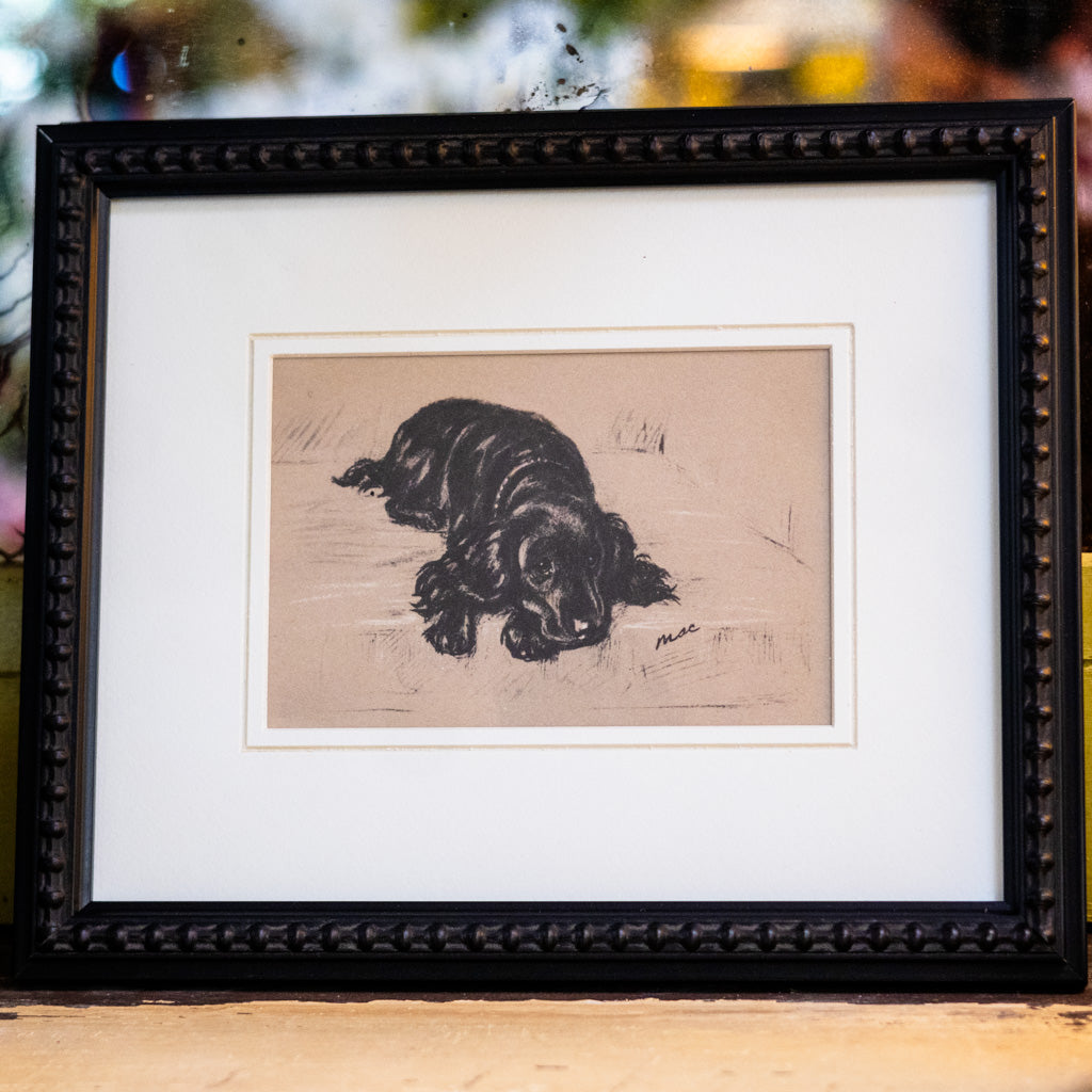 Framed Vintage Black Cocker Spaniel Sketch