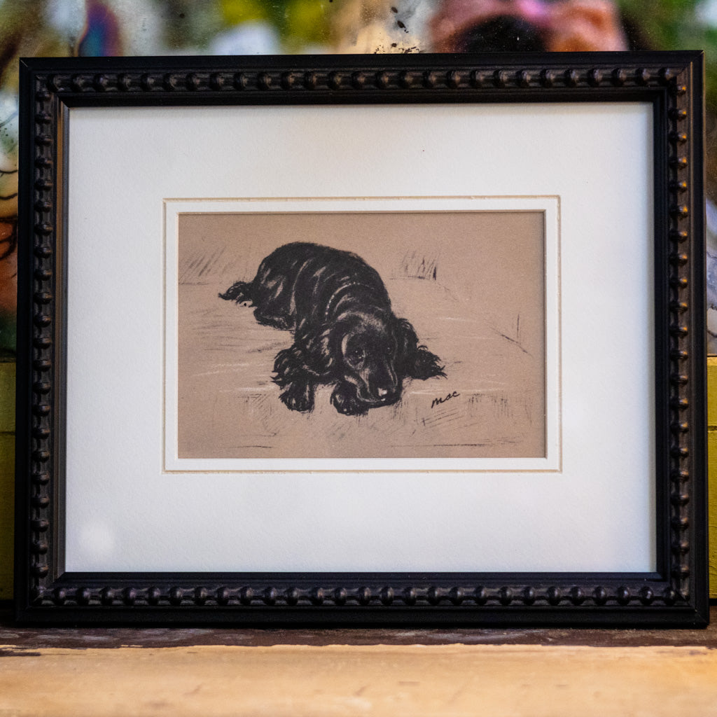 Framed Vintage Black Cocker Spaniel Sketch