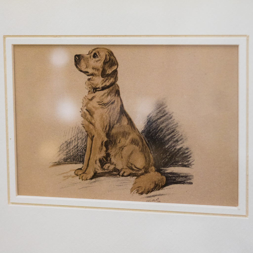 Framed Vintage Golden Retriever Sketch