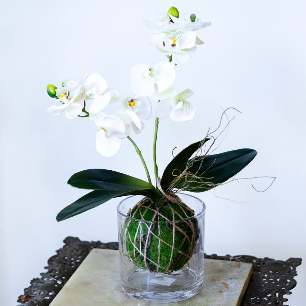 White Orchid with Moss Ball Real Touch 15"H