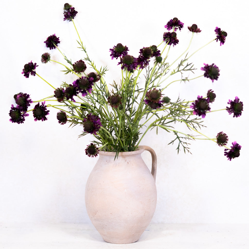 Scabiosa Dark Purple Spray