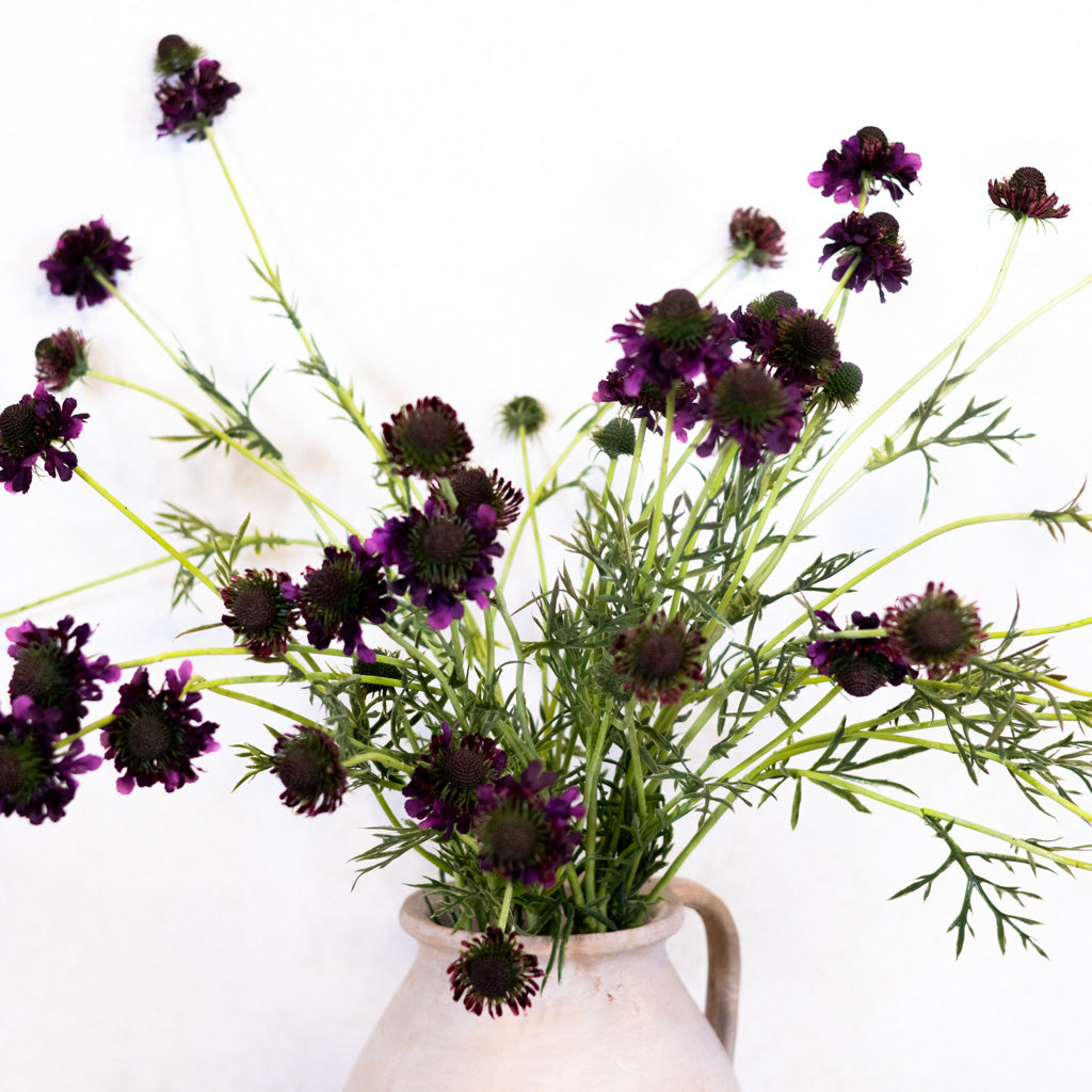 Scabiosa Dark Purple Spray