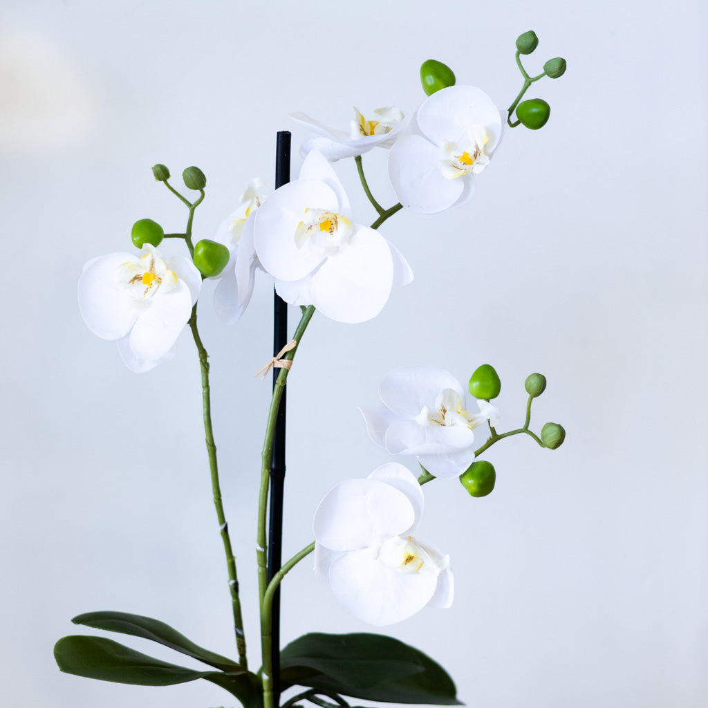 White Orchid with Moss Ball Real Touch 23.75"H