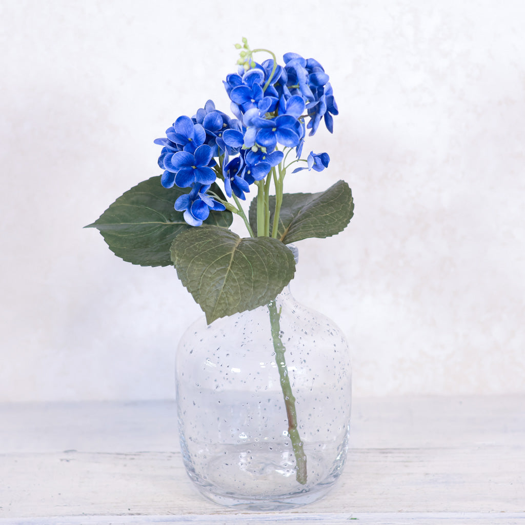 Lacecap Blue Hydrangea