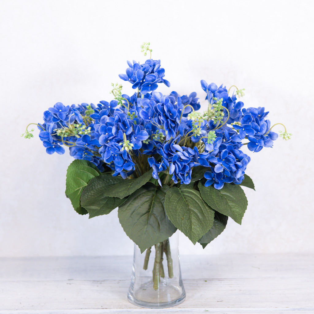 Lacecap Blue Hydrangea