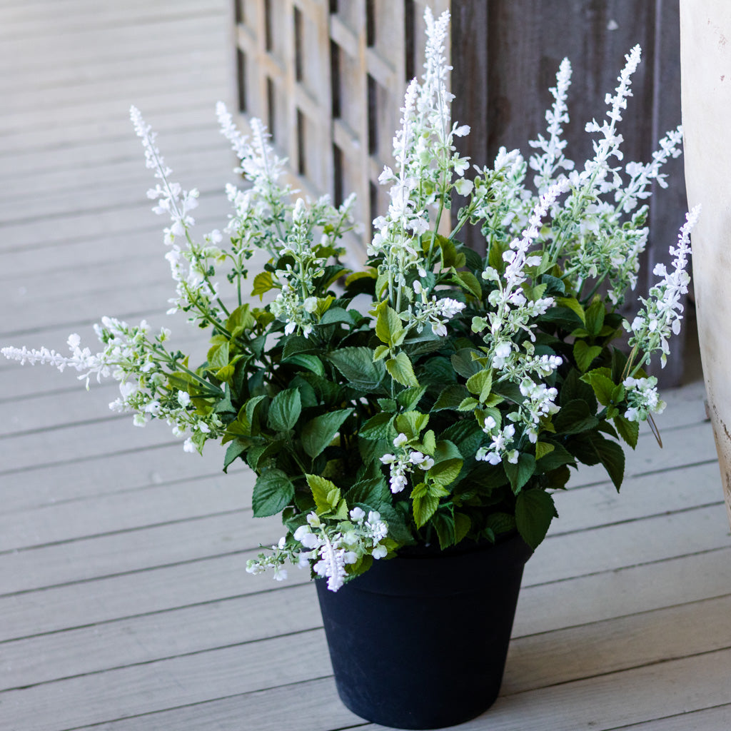Potted White Lavender