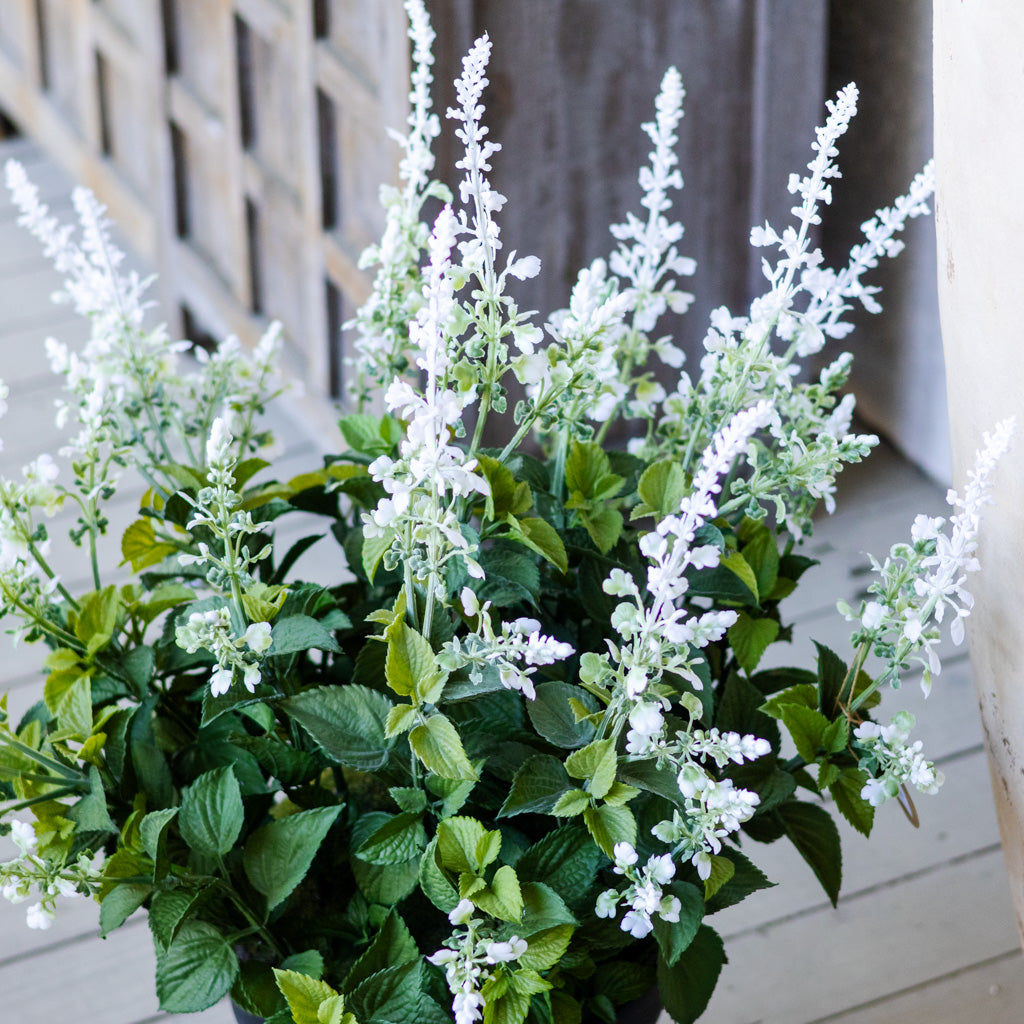Potted White Lavender