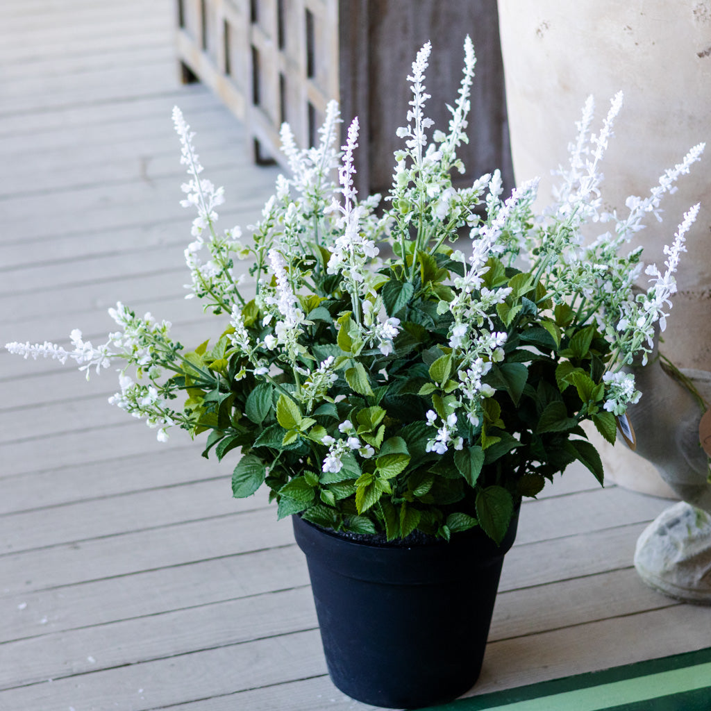 Potted White Lavender