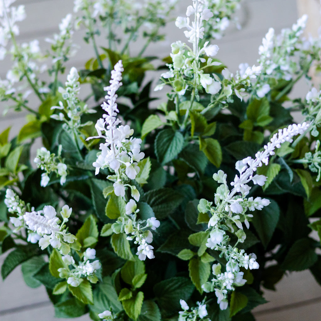 Potted White Lavender