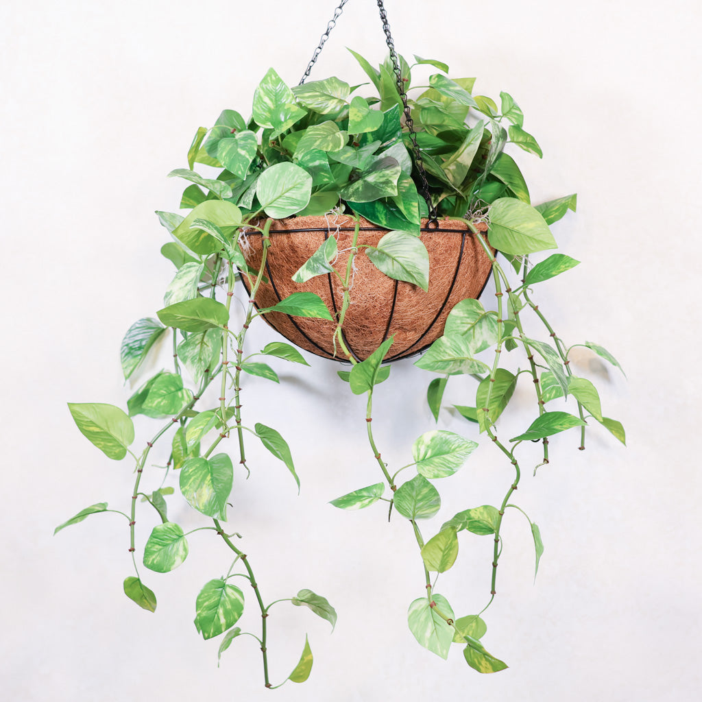 Pothos Hanging Basket