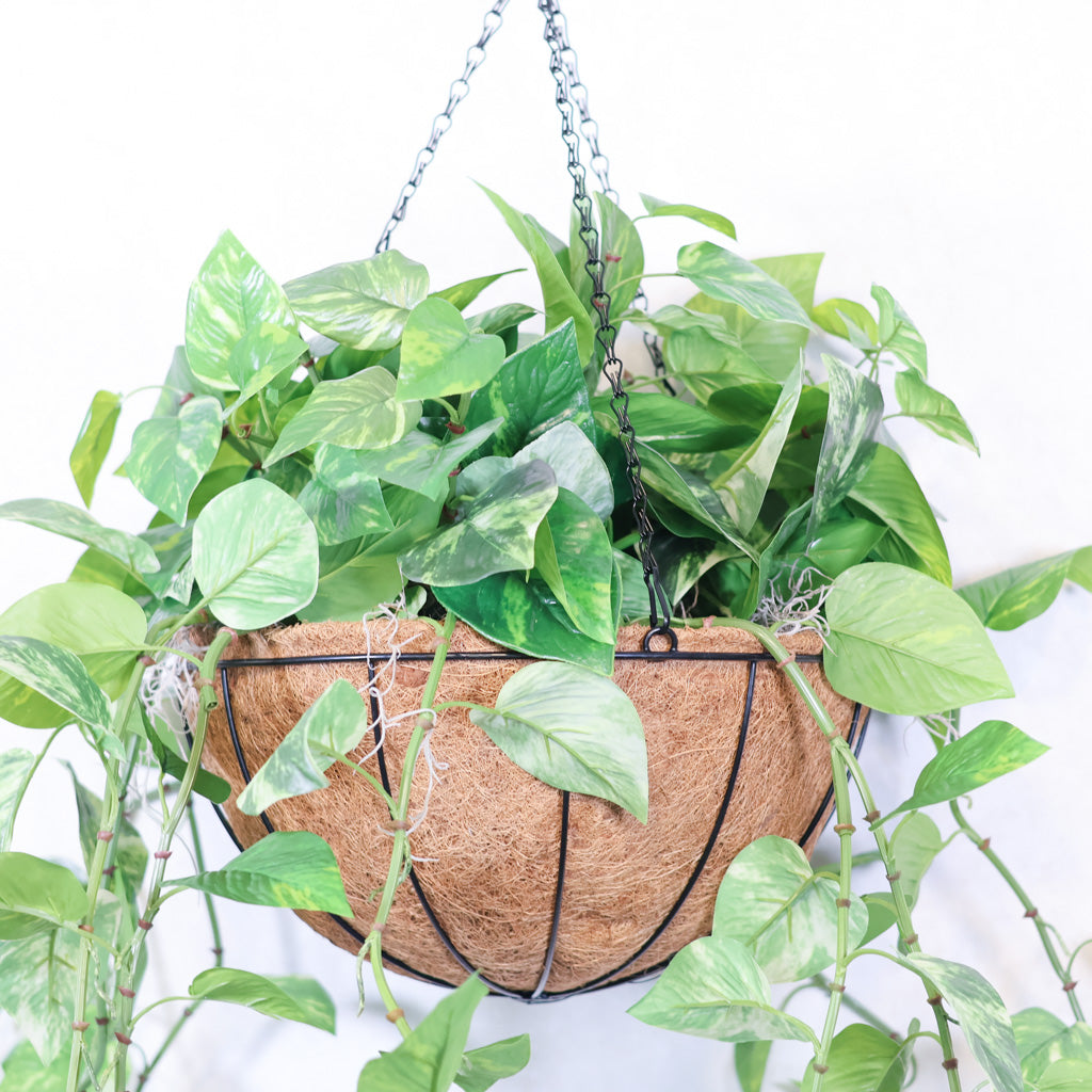 Pothos Hanging Basket