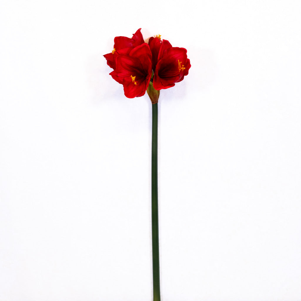 Red Amaryllis with Three Blooms and Bud