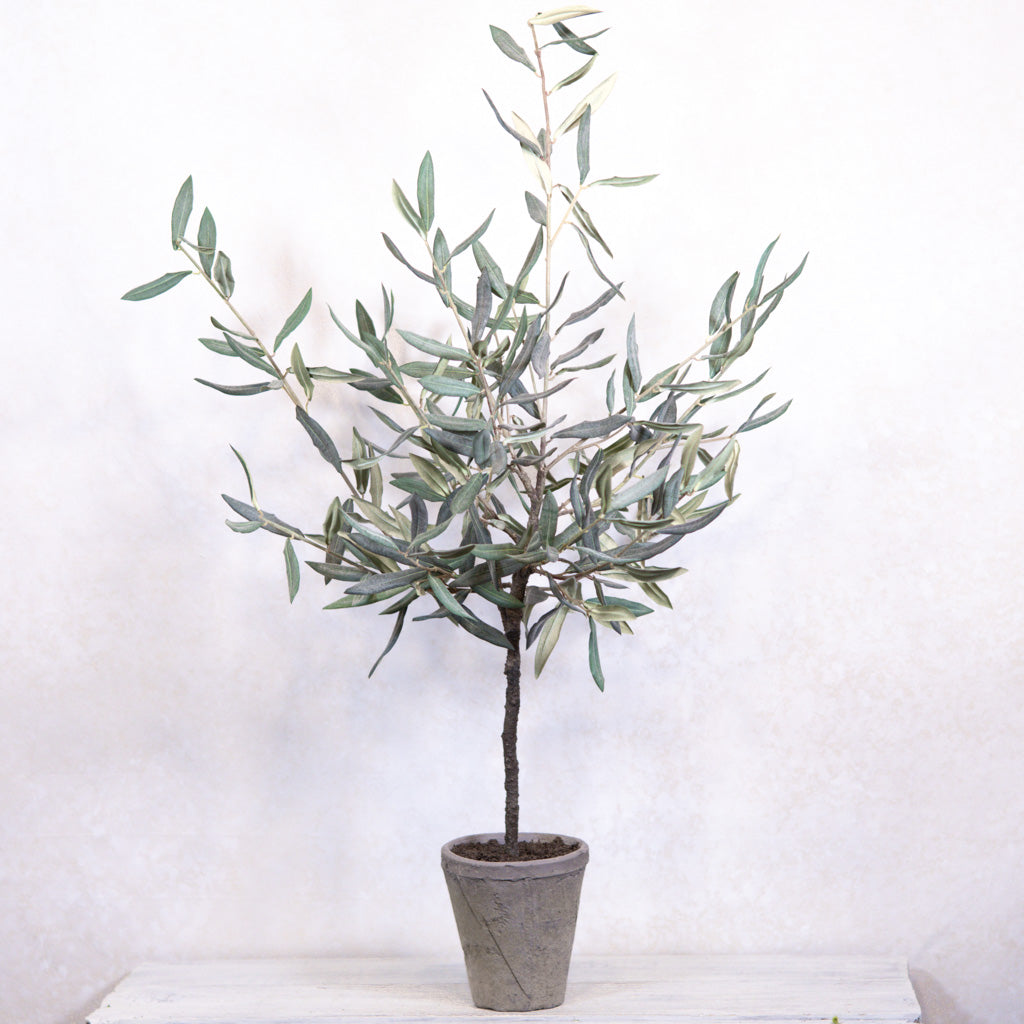 Olive Tree in Gray Pot