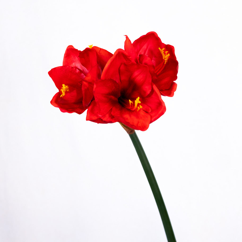 Red Amaryllis with Three Blooms and Bud