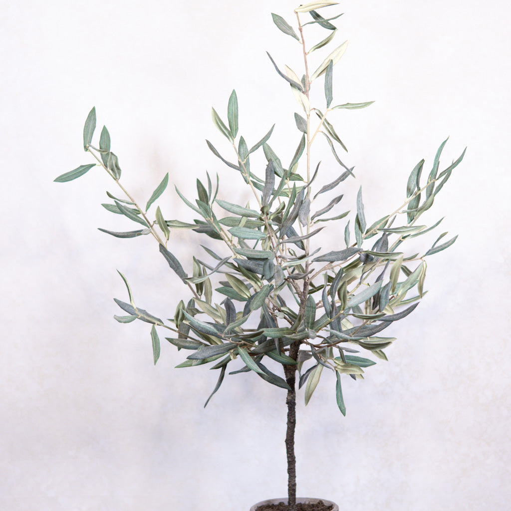 Olive Tree in Gray Pot