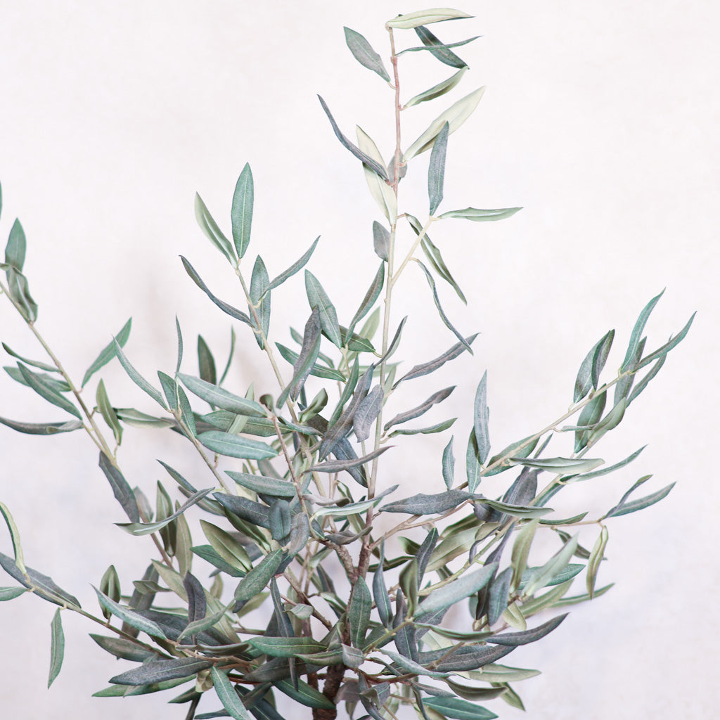 Olive Tree in Gray Pot