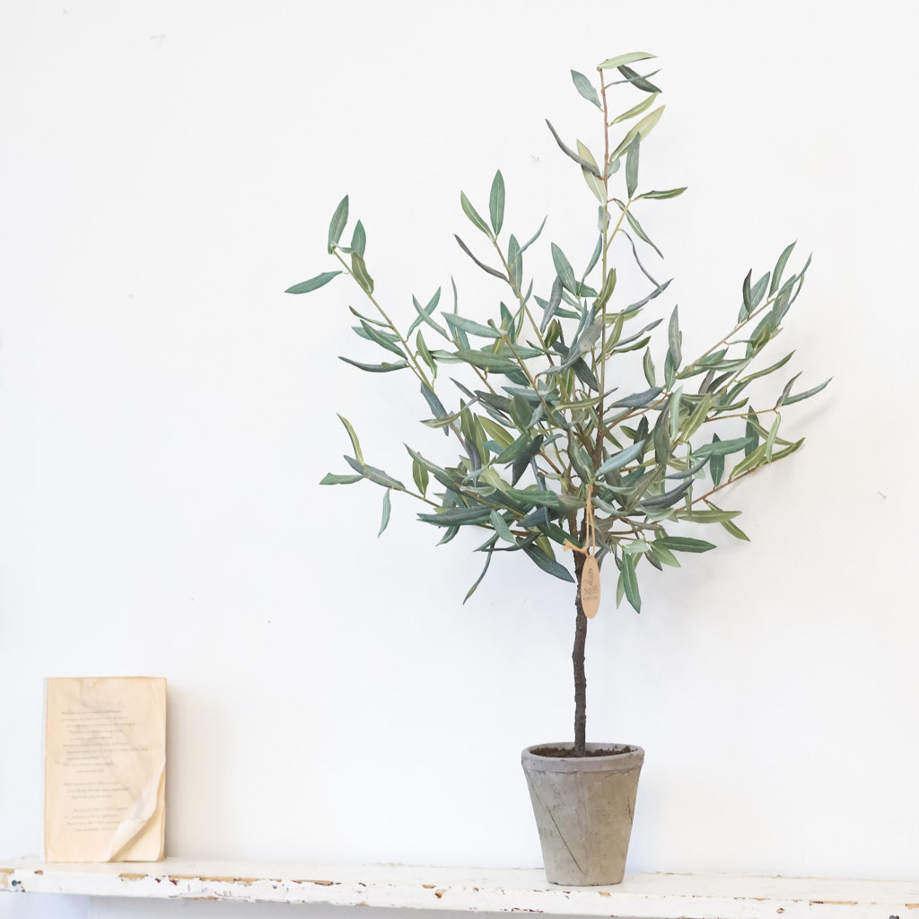 Olive Tree in Gray Pot