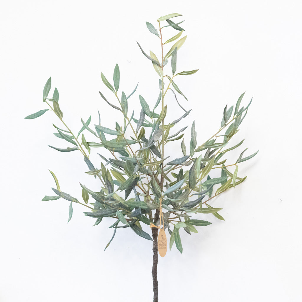 Olive Tree in Gray Pot