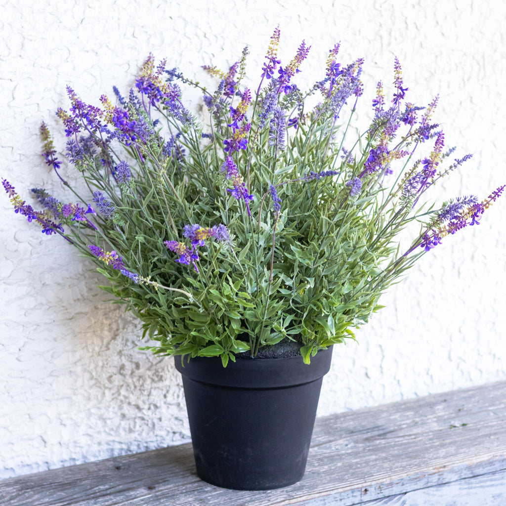 Potted Purple Lavender