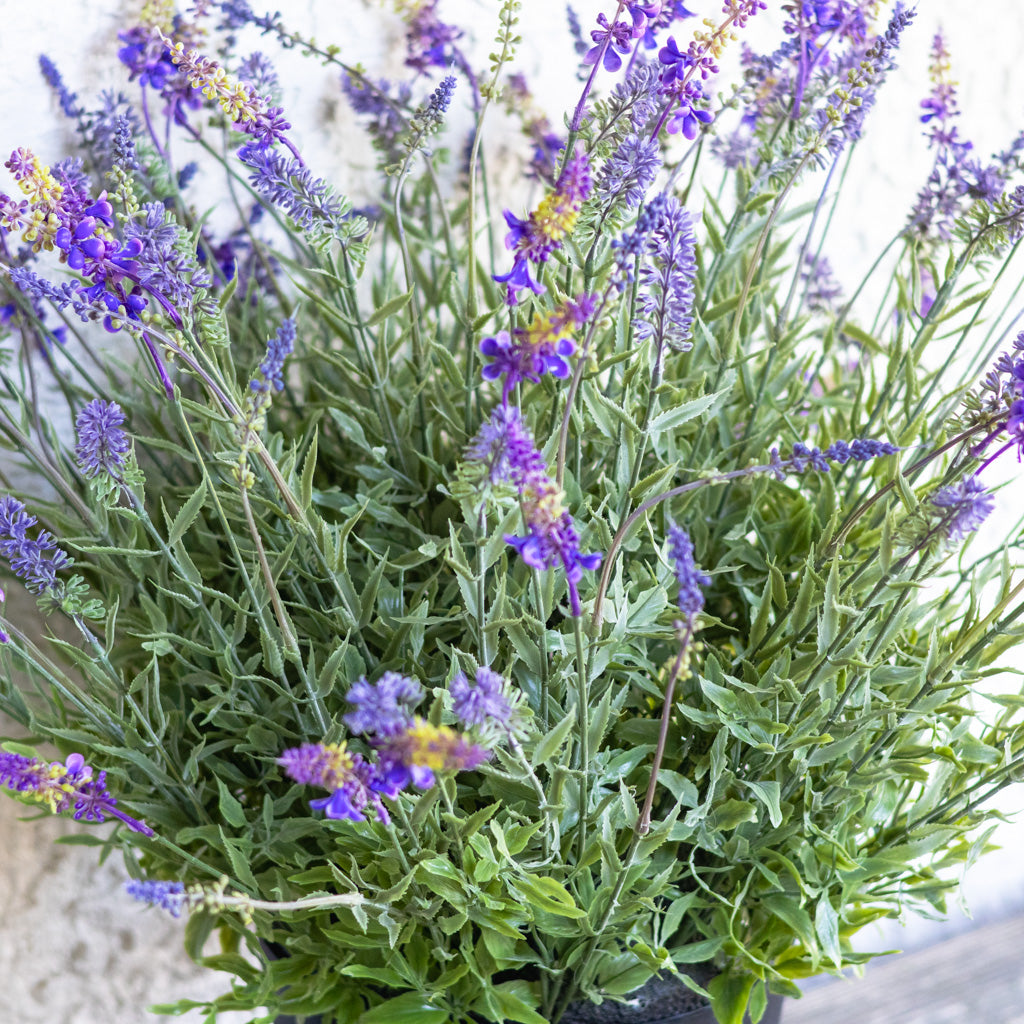 Potted Purple Lavender