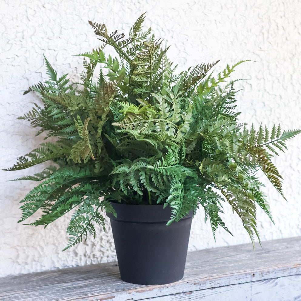 Potted Forest Fern