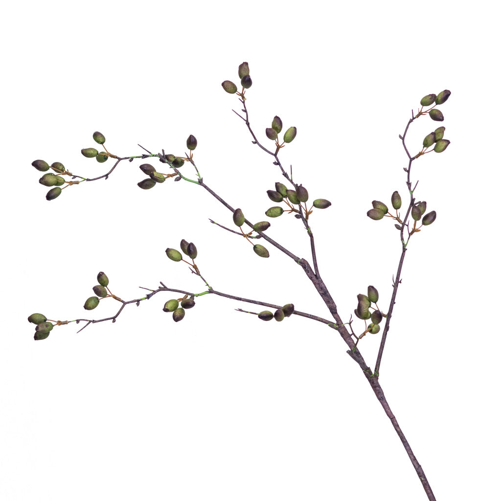 Barberry Stem