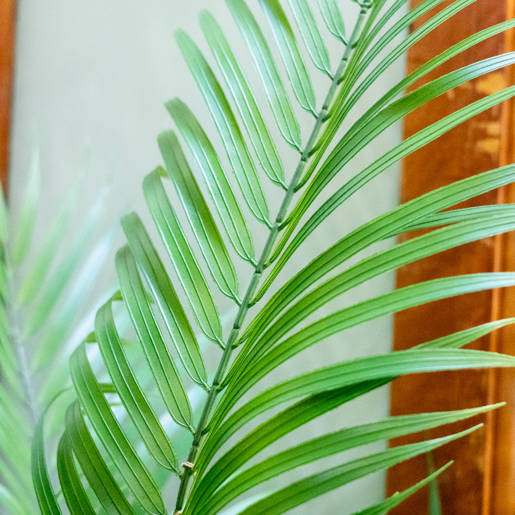 48" Areca Palm Tree Short in Pot