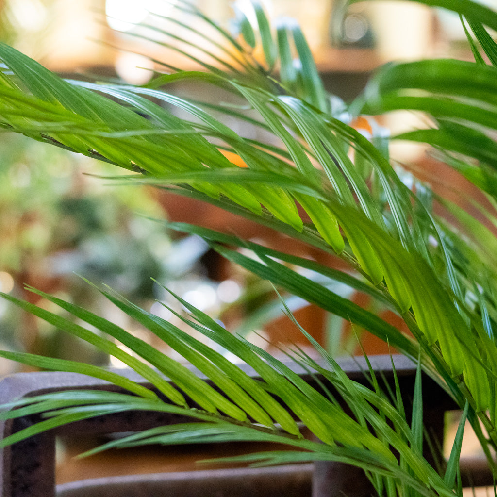 48" Areca Palm Tree Short in Pot