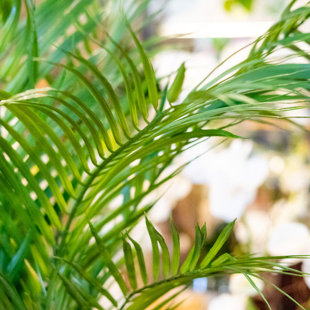 48" Areca Palm Tree Short in Pot