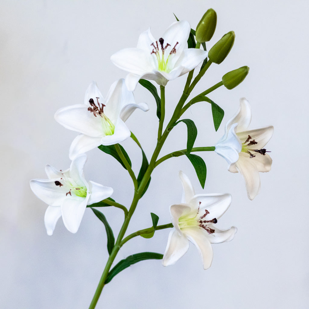 White Lily with Five Blooms and Three Buds Stem