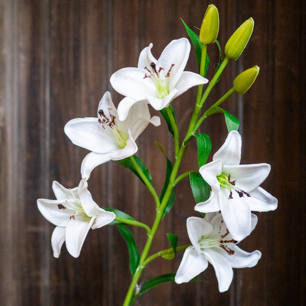 White Lily with Five Blooms and Three Buds Stem