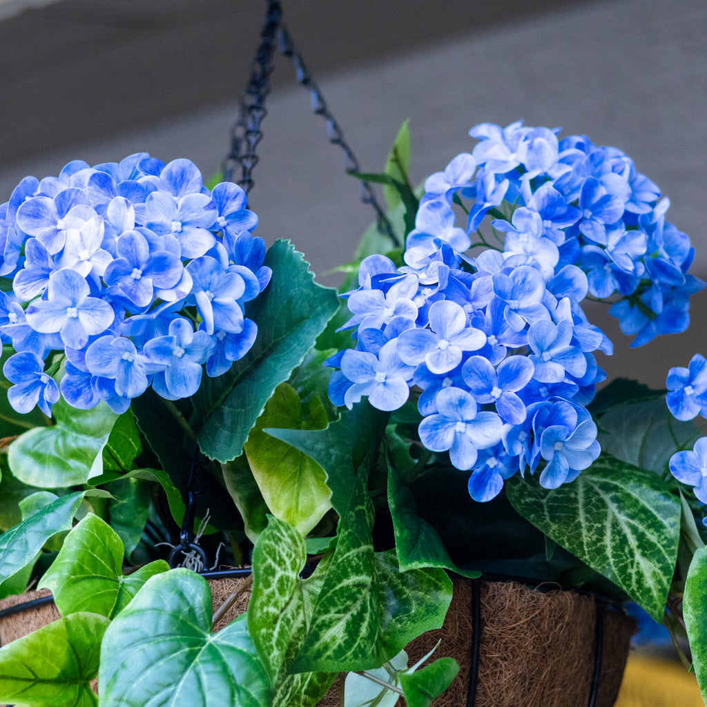 Blue Hydrangea Hanging Basket