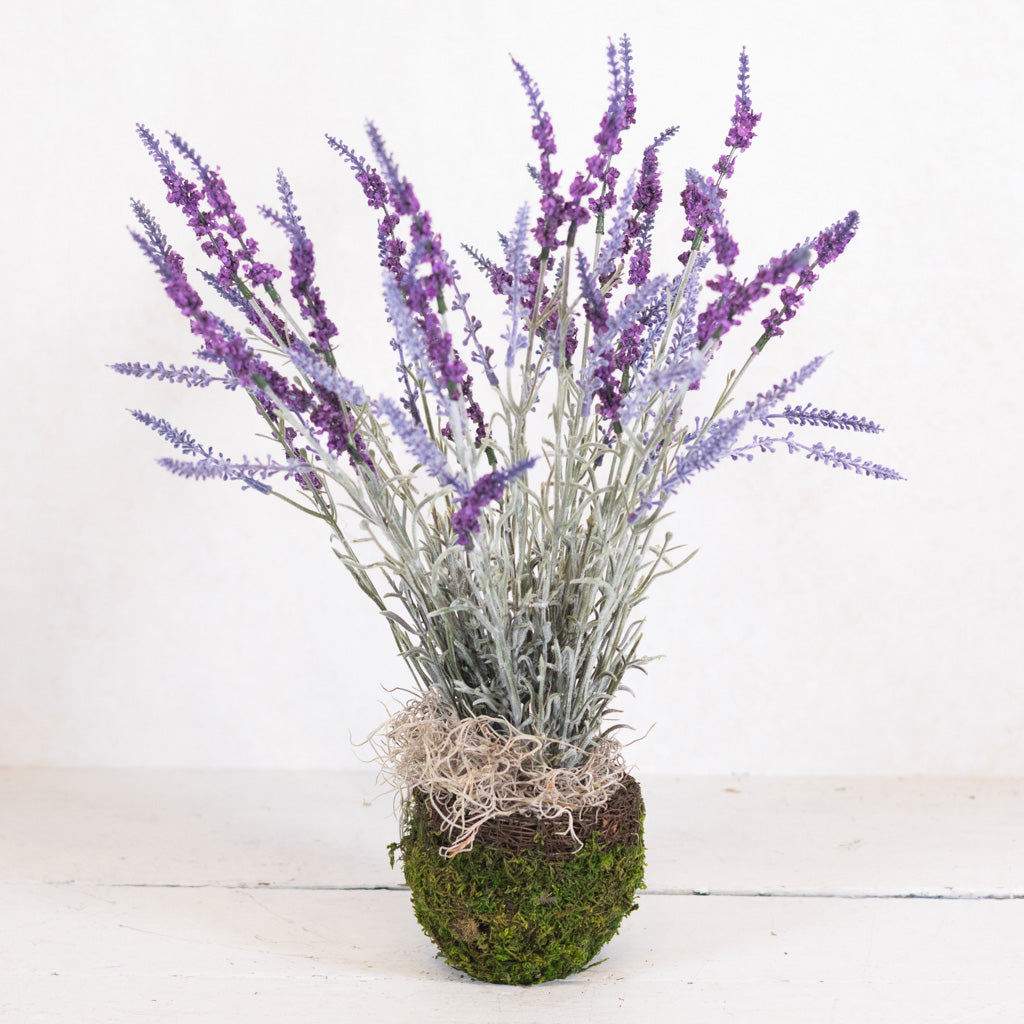 Lavender Potted Drop-In in Moss Pot