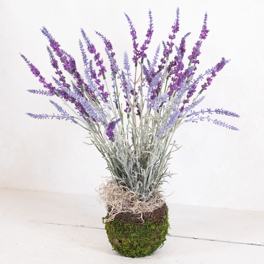 Lavender Potted Drop-In in Moss Pot