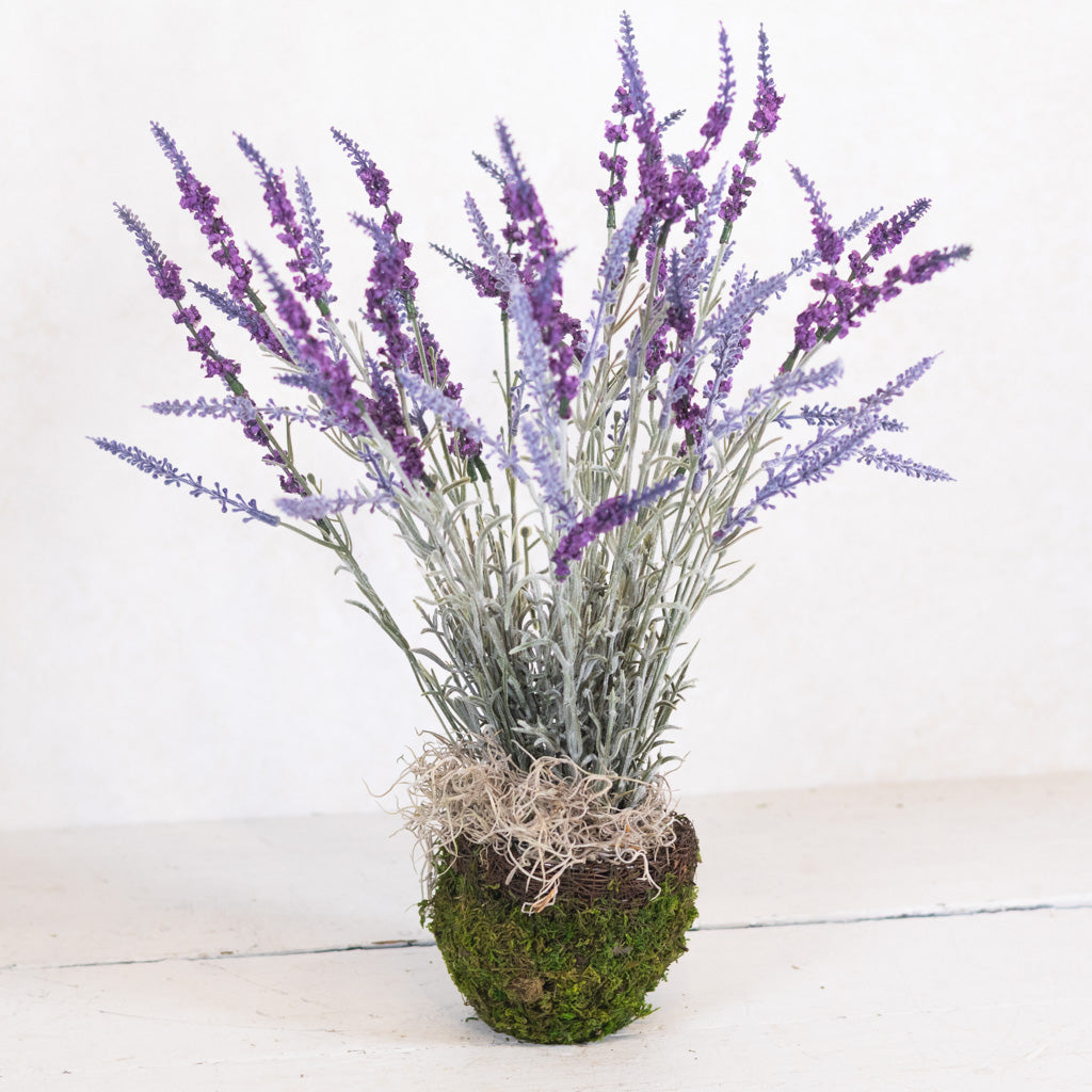 Lavender Potted Drop-In in Moss Pot