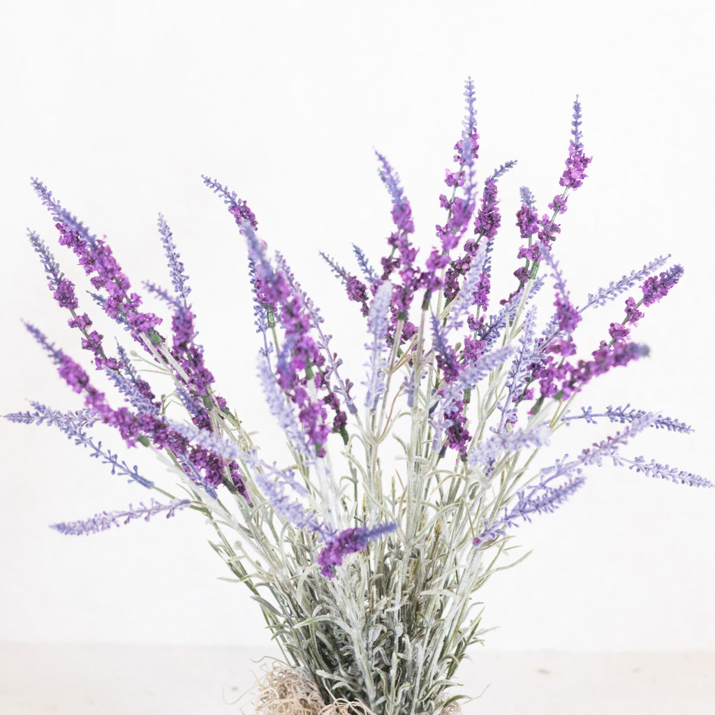 Lavender Potted Drop-In in Moss Pot