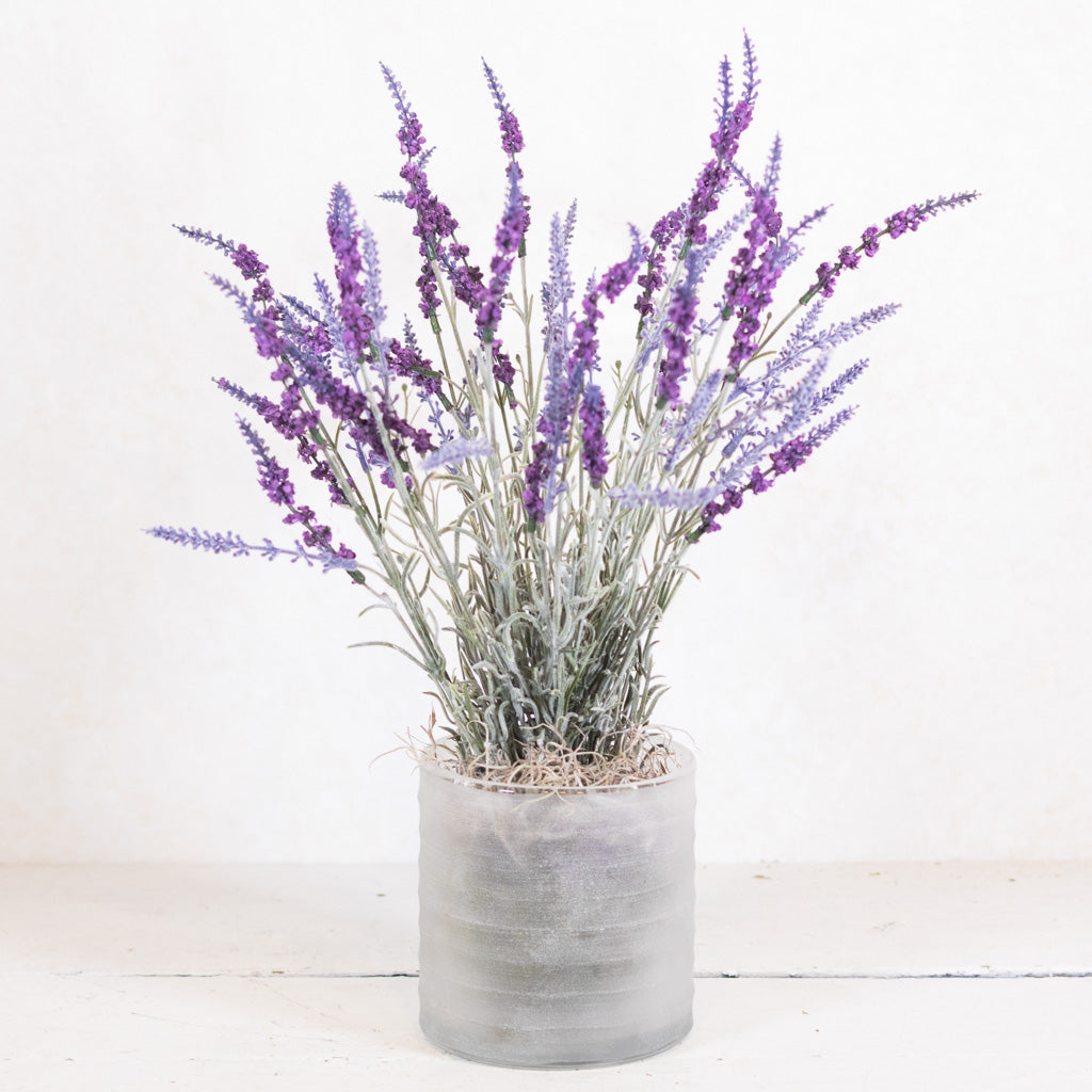 Lavender Potted Drop-In in Moss Pot