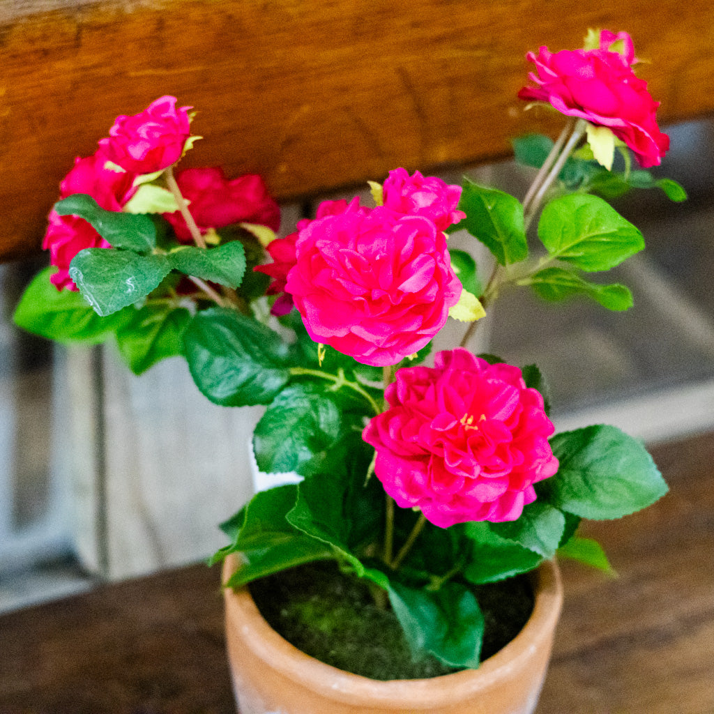 UV Fuchsia Rose in Clay Pot Natural Touch