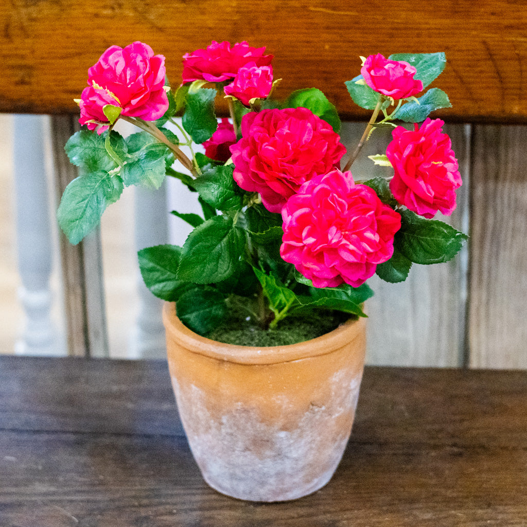 UV Fuchsia Rose in Clay Pot Natural Touch