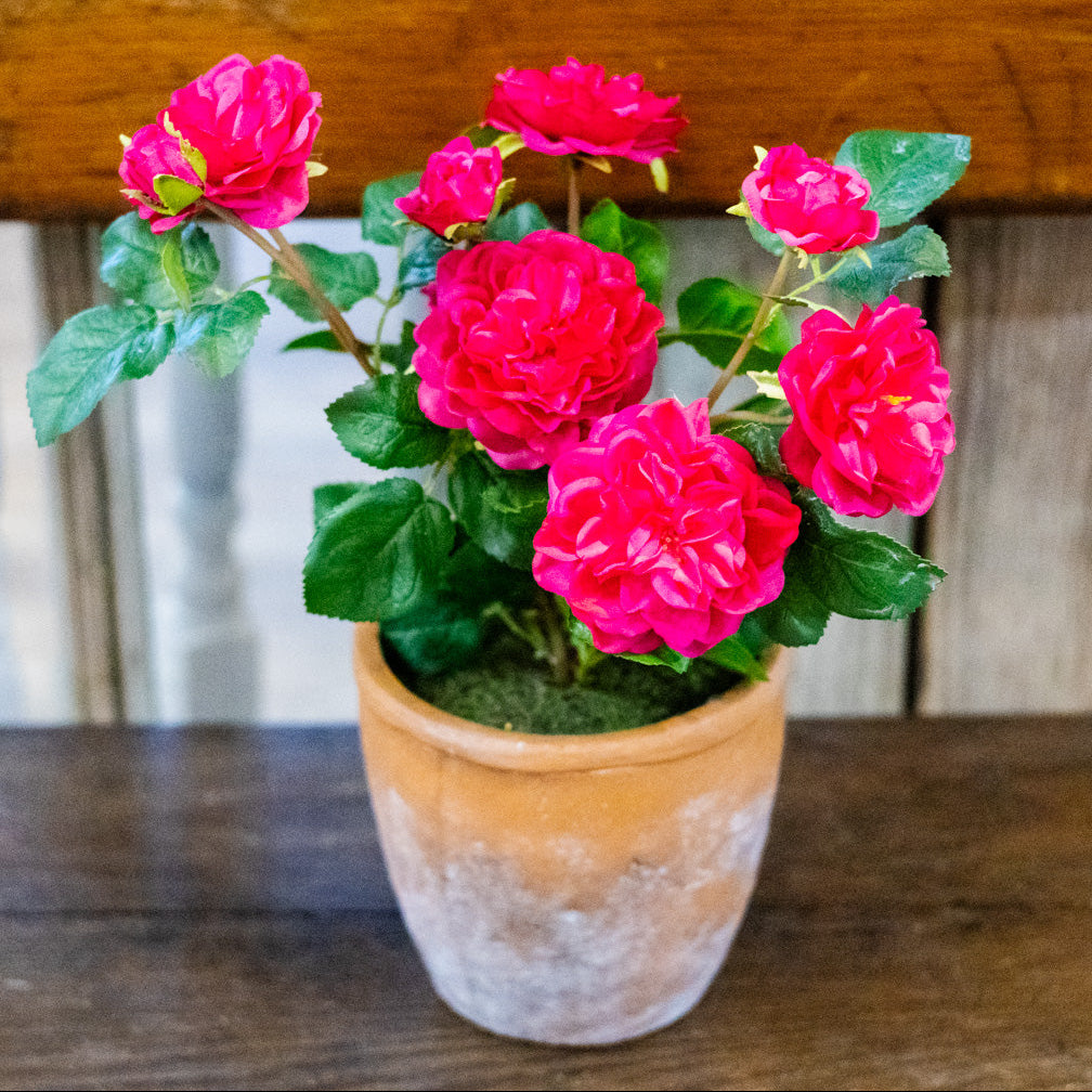 UV Fuchsia Rose in Clay Pot Natural Touch