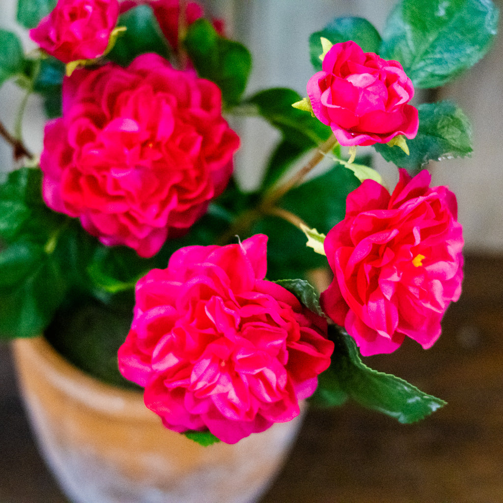 UV Fuchsia Rose in Clay Pot Natural Touch