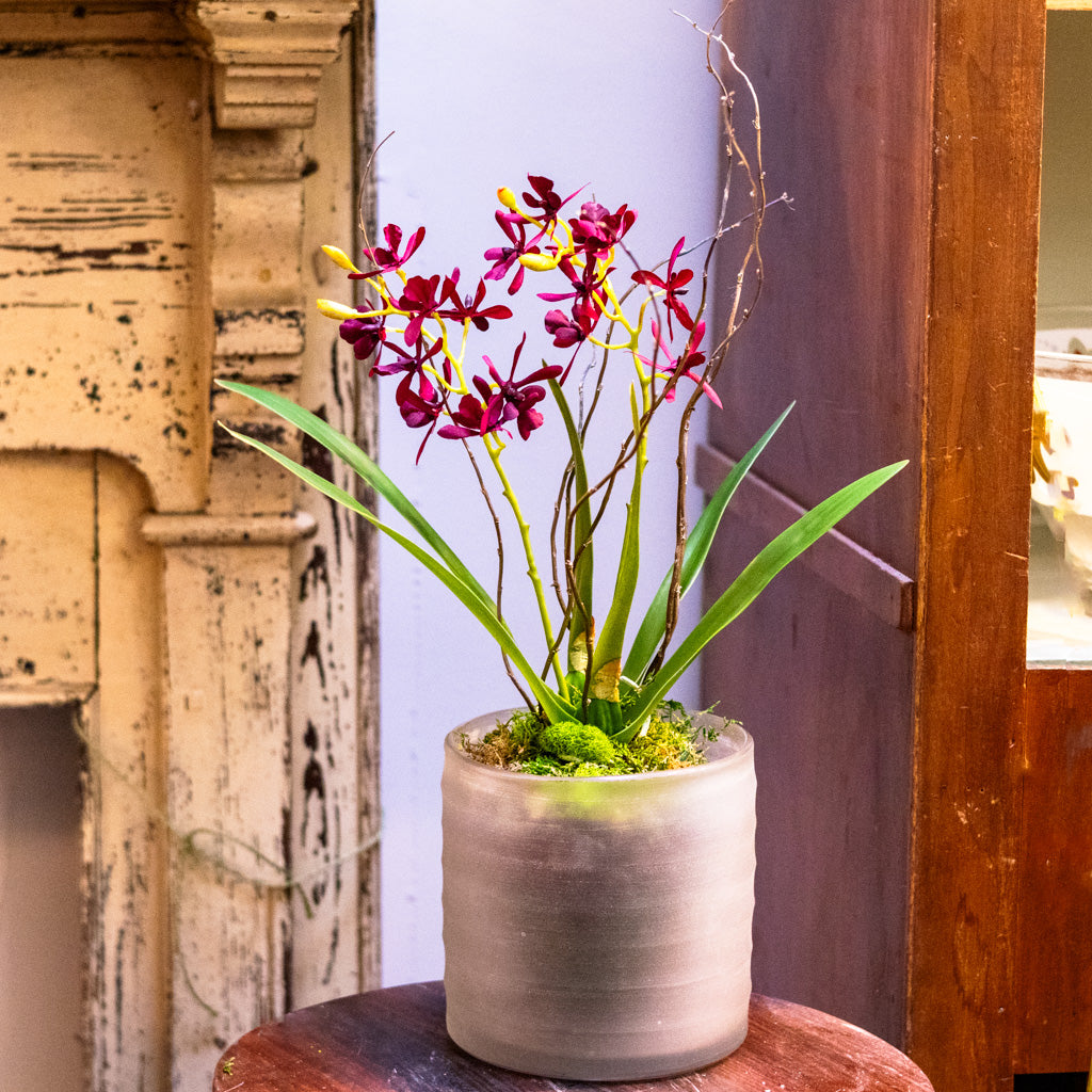 Burgundy Orchid Drop In