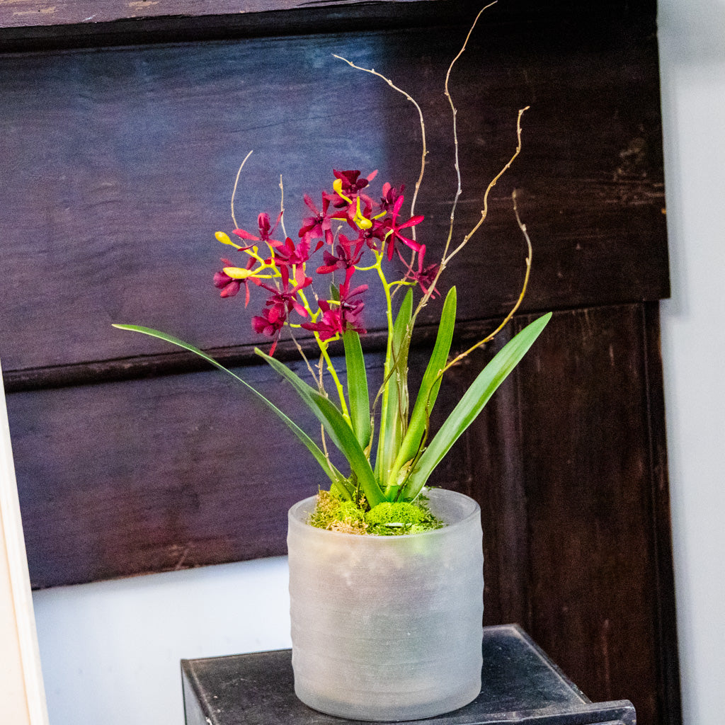 Burgundy Orchid Drop In