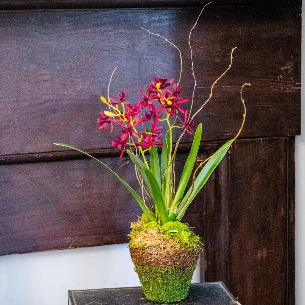 Burgundy Orchid Drop In