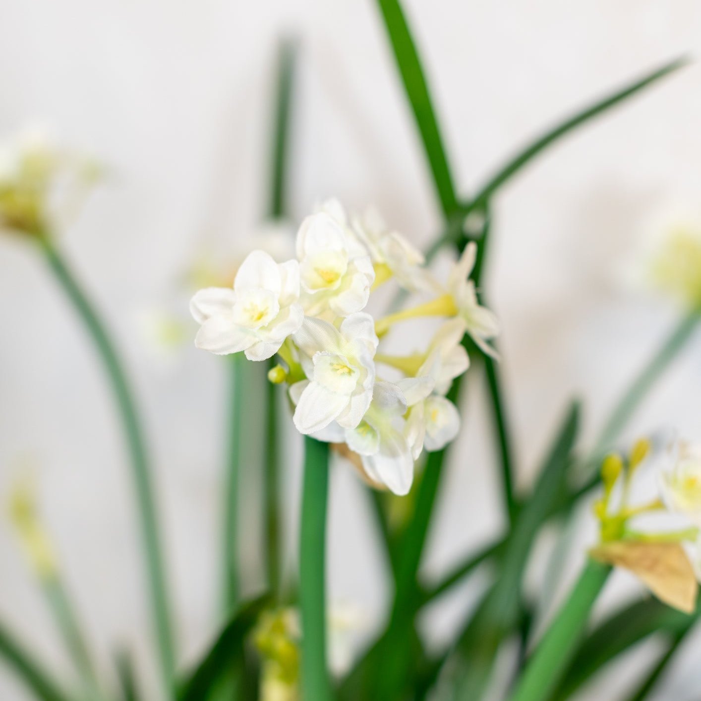 Triple Paperwhite Round Centerpiece Drop In